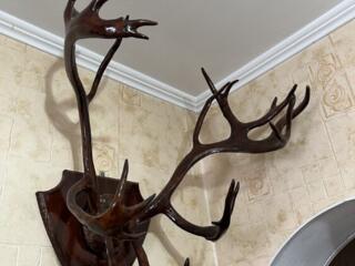 Продам рога