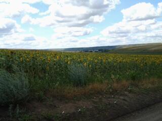 Паевая земля, Одесская обл.