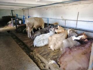 Животноводческий комплекс, Ширяевский район