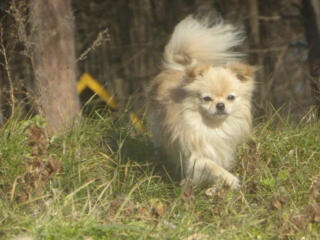 Кобель породы чихуахуа чистокровный и помчи