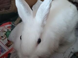 Отдам даром декоративного кролика