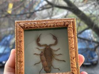 Мумифицированный скорпион