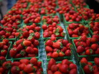 Германия - сбор урожая. Группа на июнь.