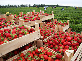 Сбор клубники в Германии!