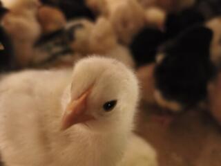 Продам цыплят