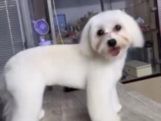 Продам мальтийскую болонку