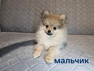 Продам щенков померанского шпица