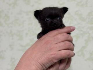 Чихуахуа - микро мальчик