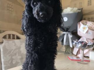 Вязка! Я - Жорик! Я готов к своему первому великому подвигу