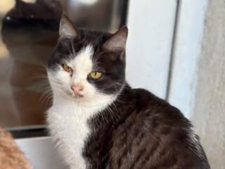 Отдам котят в хорошие руки