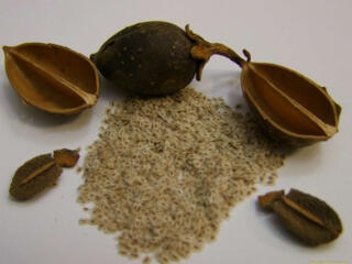 Seminte de Paulownia Tomentosa. Семена Павловнии