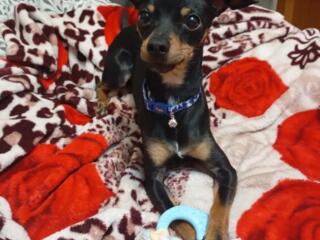 Той Терьер ищет девочку для вязки