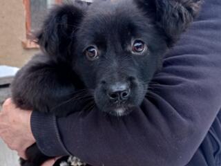 Щенки в добрые руки