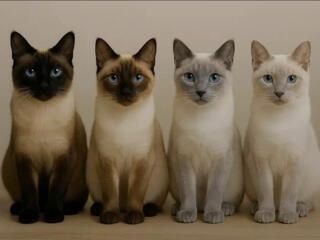 Тайские(сиамские) котята