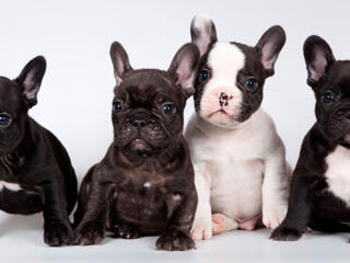 Куплю щенка