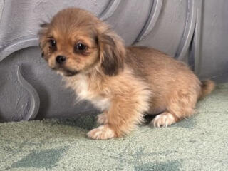 Продам щенка пекинеса