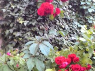 Садовые растения