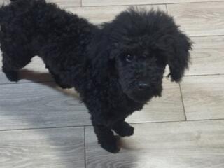 В продаже щенки Той Пуделя