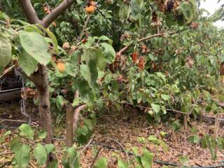 Продам земельный участок в селе Светлое. Участок площадью 6 соток, ...