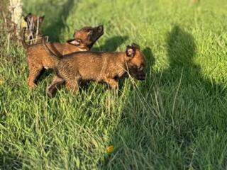 Продаются щенки бельгийской овчарки