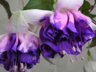 Фуксии 60 сортов укорененные черенки с доставкой.