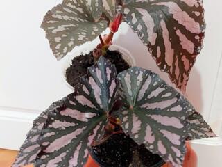 Бегонии 20 сортов с доставкой.