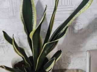 Сансевьерия Black Gold