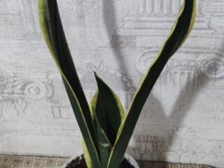 Сансевьерия Black Gold