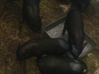 Вьетнамские поросята