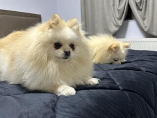 Ofer spre vânzare o fetiță Spitz Pomeranian în vârstă de 2 ani, culoar