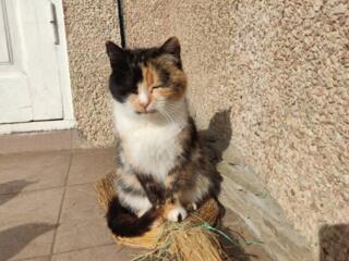 Отдам трехцветную кошку ласковая очень и кота