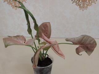 Сингониумы 25 сортов. Доставим.