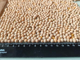 Семена гороха "Аватар"