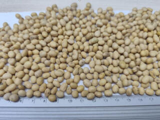 Семена сои