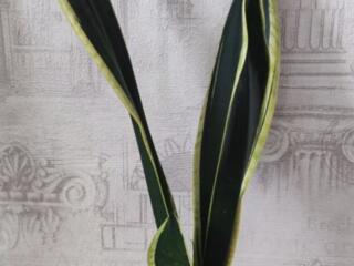 Продам шикарные сансевьерии