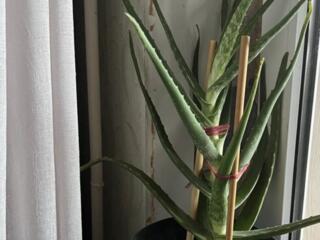 Продам лечебный цветок АЛОЭ ВЕРА