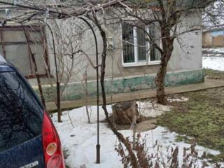 Продам дом в селе Кицканы.