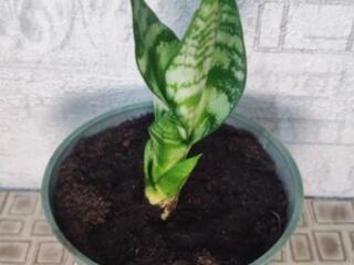 Подрощенные сансевьерии Gold Black и Робуста Футура