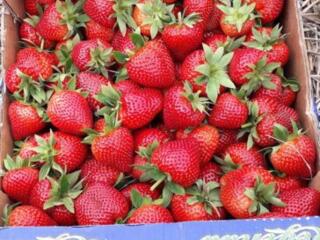 Rasad de capsuna in: paleta, ghiveci și rădăcină deschisă!