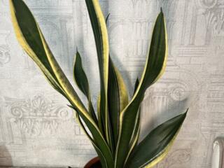 Шикарные сансевьерии Gold Black, Робуста Футура, Kirki Silver Blue