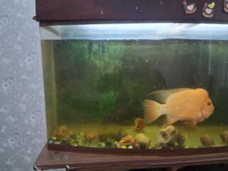 Продаётся аквариум