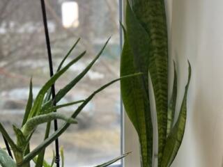 Продам шикарные сансевиерии