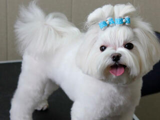 Продаётся шикарный мини кобель Мальтийская болонка мальчик