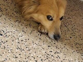 Вязка собаки