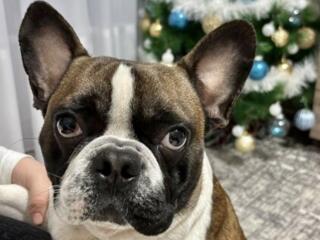 Vând buldog francez