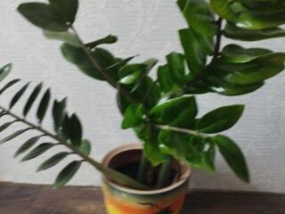 Продам фикус, драцену