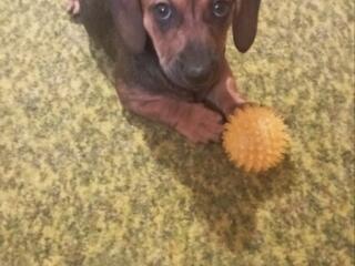 Продам таксу