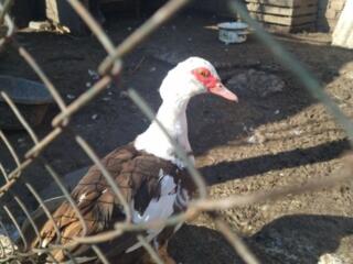 Продам немых уток