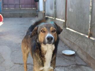 ПРОПАЛА СОБАКА