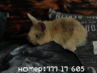 Продам декоративных кроликов